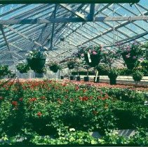 Greenhouses Interior