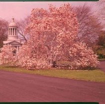 White Mausoleum with magnolia