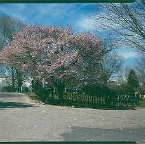 Scots Charitable Society Fence