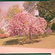 Crabapple on Mound & Spelman