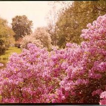 Willow Pond Azaleas