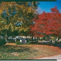 Japanese Maple in autumn