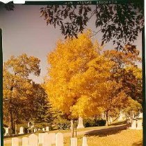 Golden Maple on Cypress Avenue