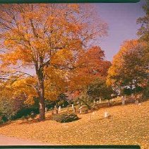 Spelman Road Hillside