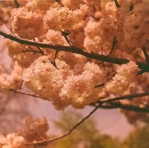 Spring Cherry Blossoms