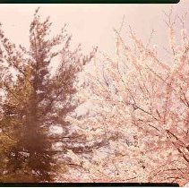 Spring Cherry Blossoms