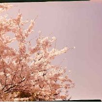 Spring Cherry Blossoms on Birc
