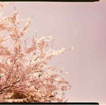 Spring Blossoms on Birch Avenu
