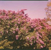 Lilacs on Birch Avenue