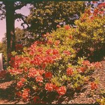 Azalea near Walnut & Mound