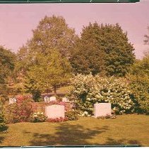 Dogwood Path in Spring