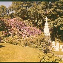 Rhododendron Asphodel Path