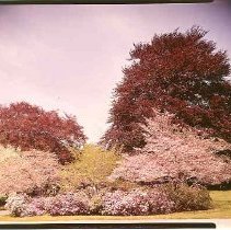 Dogwood, Copper Beech Central
