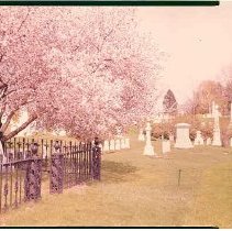 Flowering Cherry, Iron Fence