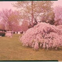 Weeping Cherry Blossoms