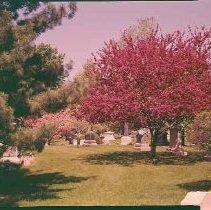Dark Flowering Cherry