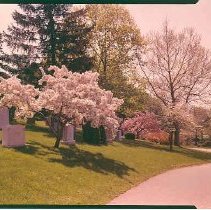 Flowring Cherry Mound Avenue