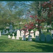 Crabapple near Fir Avenue