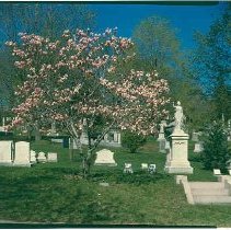 Magnolia Blossom May 1982