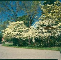 Dogwood near Swan Avenue