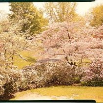 Dogwood on Lawn Avenue