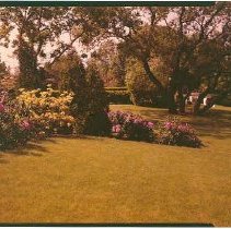 Rhododendrum on Andromeda Path
