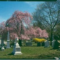Dogwood at Willow Pond