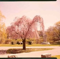Weeping Cherry Fountain & Halc