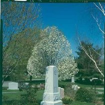 Flowering Pear on Quince Path