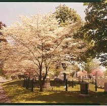 White Cherry Blossoms Fir Aven