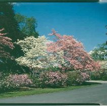 Dogwood, Azalea, Story Chapel,