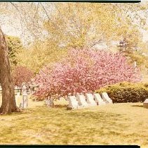 Cherry Blossoms Spring 1973