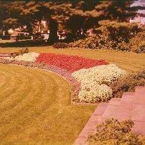 Asa Gray Garden Summer 1974