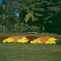 Asa Gray Planting Fall 1981