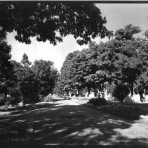 Halcyon Avenue at Viburnum Pat