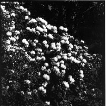 Rhododendrons in flower