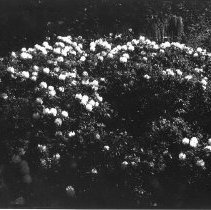 Rhododendrons in flower
