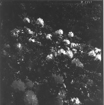 Rhododendrons in flower