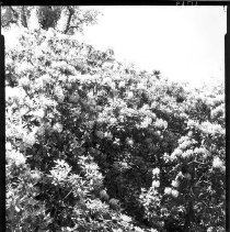 Rhododendrons in flower