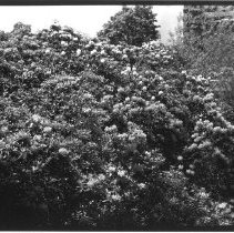 Rhododendrons in flower