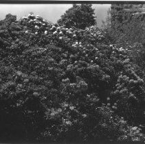 Rhododendrons in flower