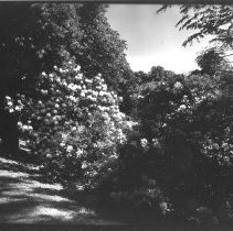 Rhododendrons in flower