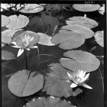 Asa Gray Garden Water Lilly