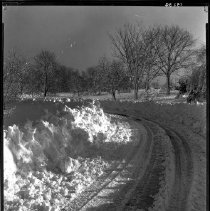Willow Pond Area in Winter