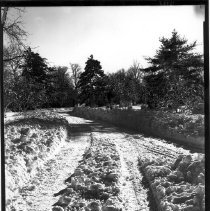 Willow Pond Area in Winter