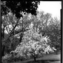 Crabapple in Flower near Willo