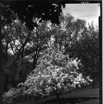 Crabapple in Flower near Willo