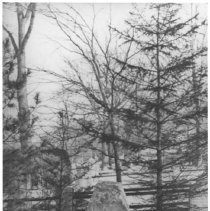 Monument: Agassiz, Lot 2640