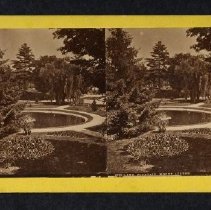 Asa Gray with planting