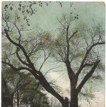 Cambridge, Mass. Washington Elm